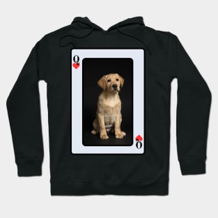 Golden Labrador Hoodie